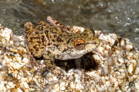 Waterfall Frog Litoria nannotis Davies Creek, Queensland, Australia